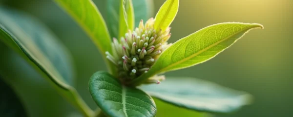 how-to-use-vitex-to-support-fertility