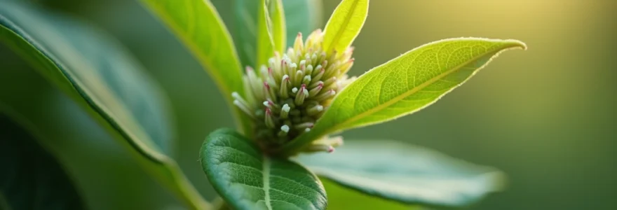 how-to-use-vitex-to-support-fertility